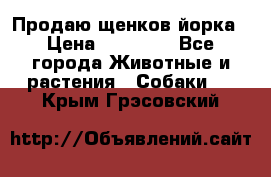 Продаю щенков йорка › Цена ­ 10 000 - Все города Животные и растения » Собаки   . Крым,Грэсовский